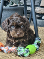  Cavapoo