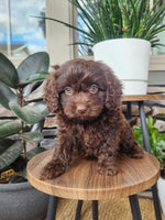 Cavapoo
