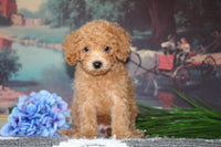 Cavapoo