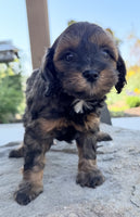 Cavapoo