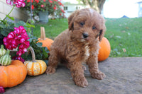 Cavapoo