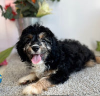 Cavapoo