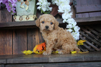 Cavapoo