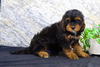 Cavapoo