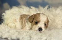 Cavapoo