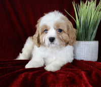 Cavapoo