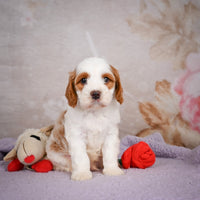 Cavapoo