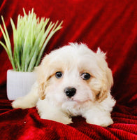 Cavapoo