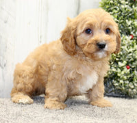  Cavapoo