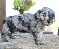 Cavapoo