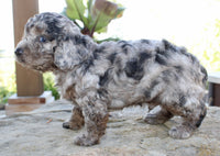 Cavapoo