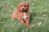 Cavapoo