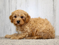  Cavapoo