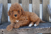 Cavapoo