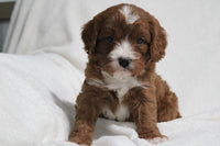 Cavapoo