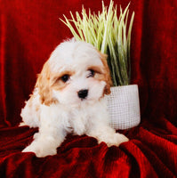 Cavapoo