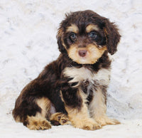 Cavapoo