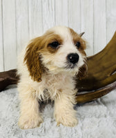 Cavapoo