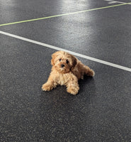 Cavapoo