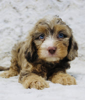 Cavapoo