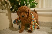 Cavapoo