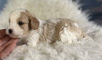 Cavapoo