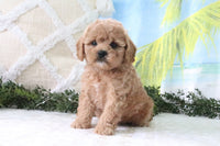 Cavapoo
