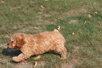 Cavapoo