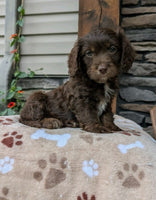Cavapoo