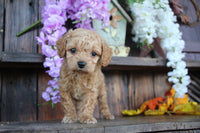 Cavapoo