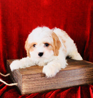 Cavapoo