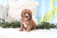 Cavapoo