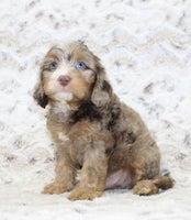 Cavapoo