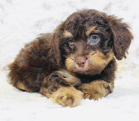 Cavapoo