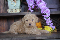 Cavapoo