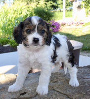 Cavapoo