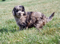Cavapoo