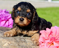 Frankie Male Cavapoo $1350