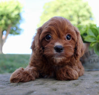 Cavapoo