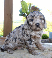 Cavapoo