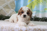 Cavapoo