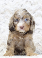Cavapoo