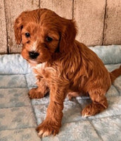 Cavapoo