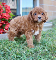 Cavapoo