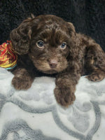 Cavapoo