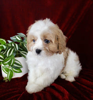 Cavapoo