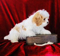 Cavapoo