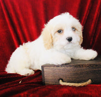 Cavapoo