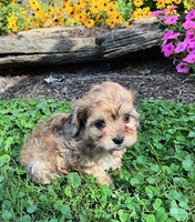 Cavapoo