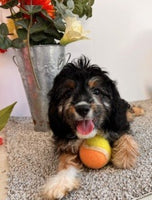 Cavapoo